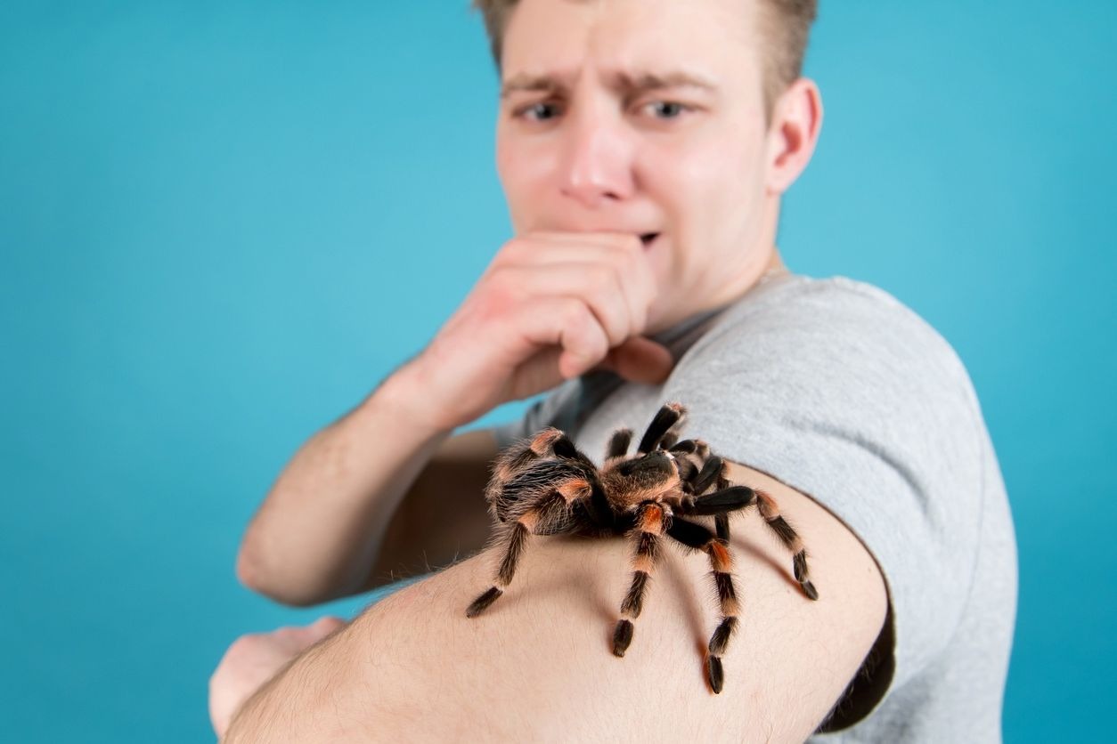 Comment ne plus avoir peur des araignées (arachnophobie)